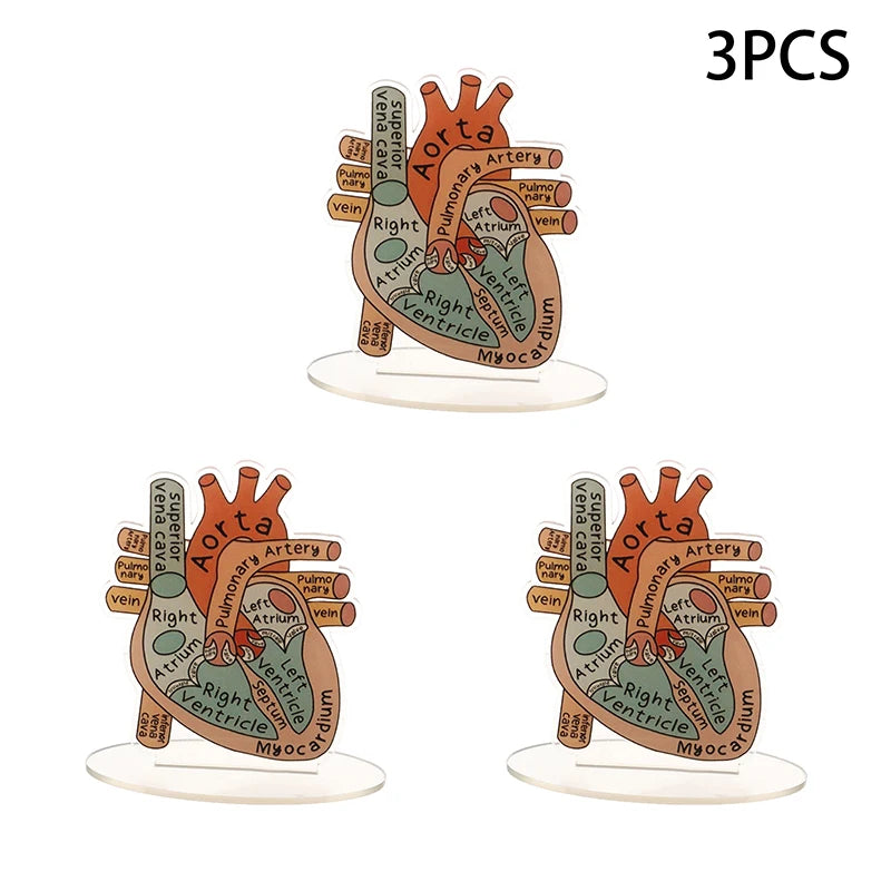 Acrylic Heart Anatomy Display with Clear Stand