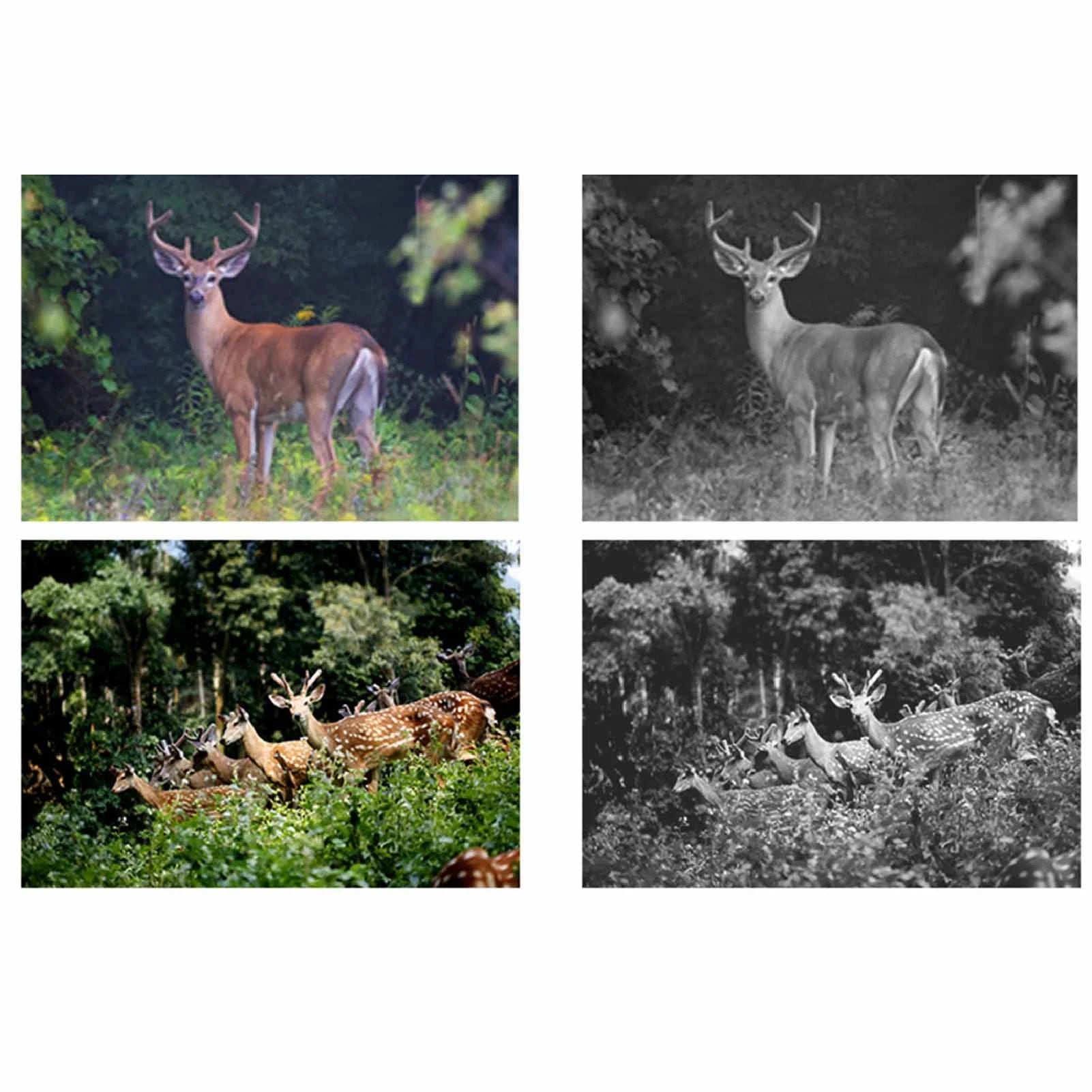 HD Infrared Night Vision Trail Camera with 2.0 Inch Display