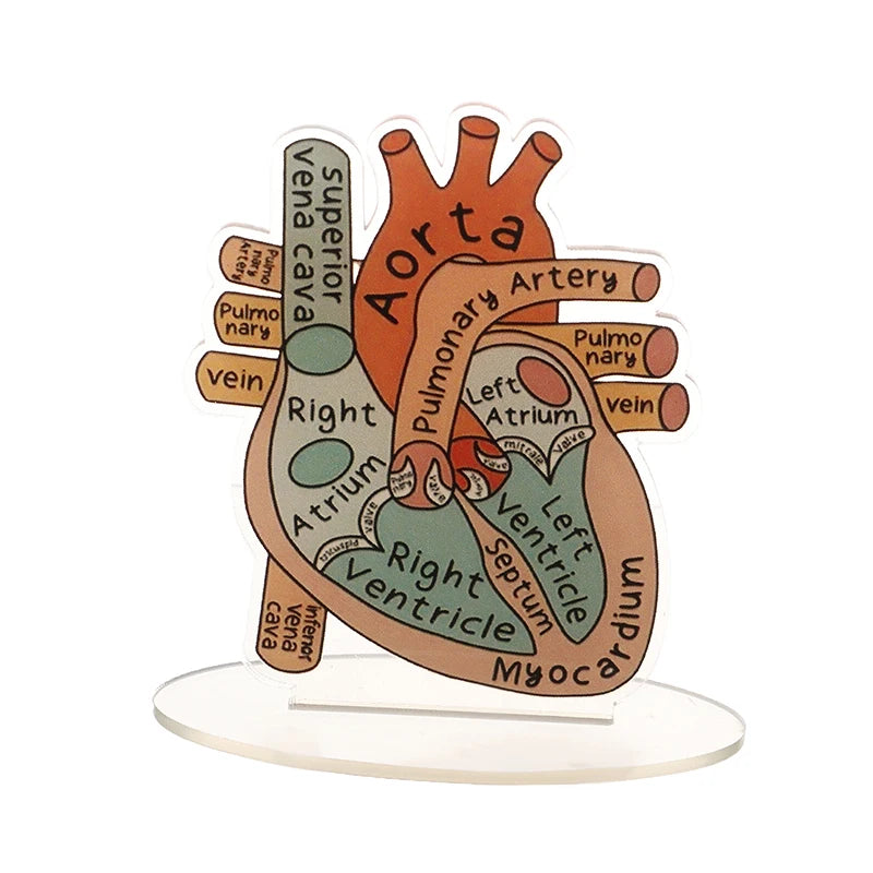 Acrylic Heart Anatomy Display with Clear Stand