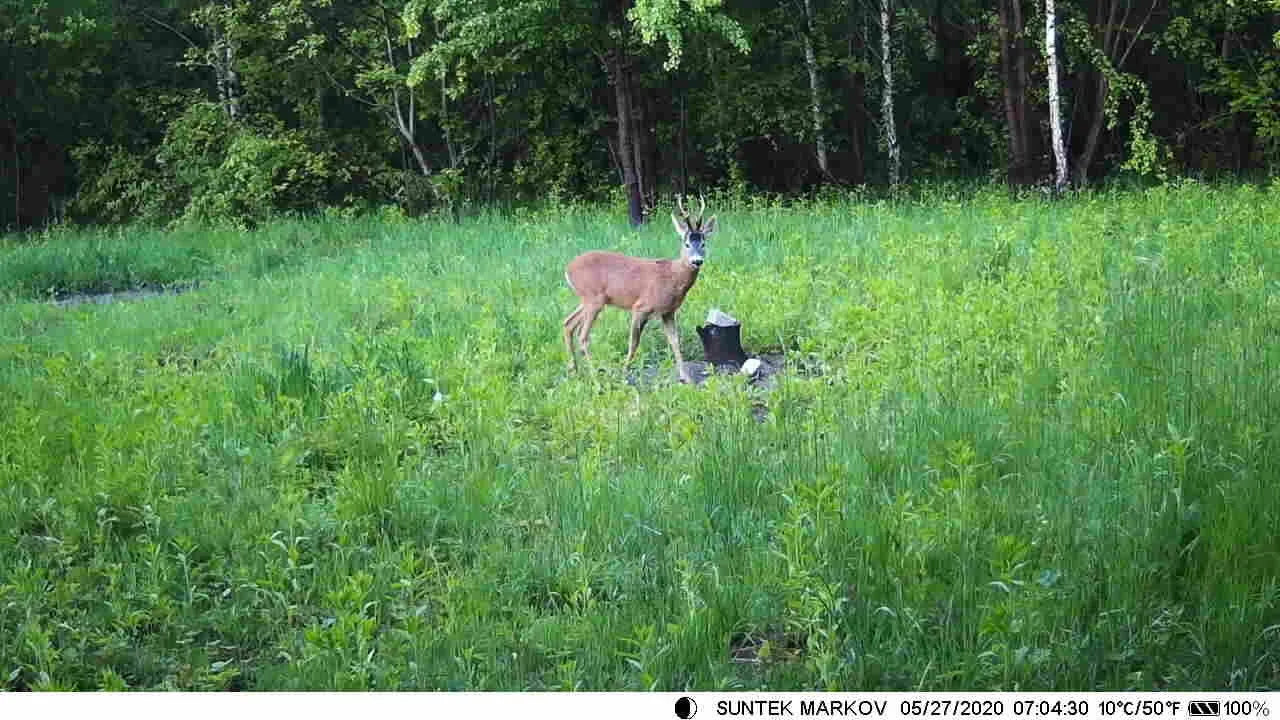 Outdoor 24MP 1080P Hunting Camera 5000 MAh Lithium Battery Night Vision Observation Camera Farm Orchard Home Security Camera 