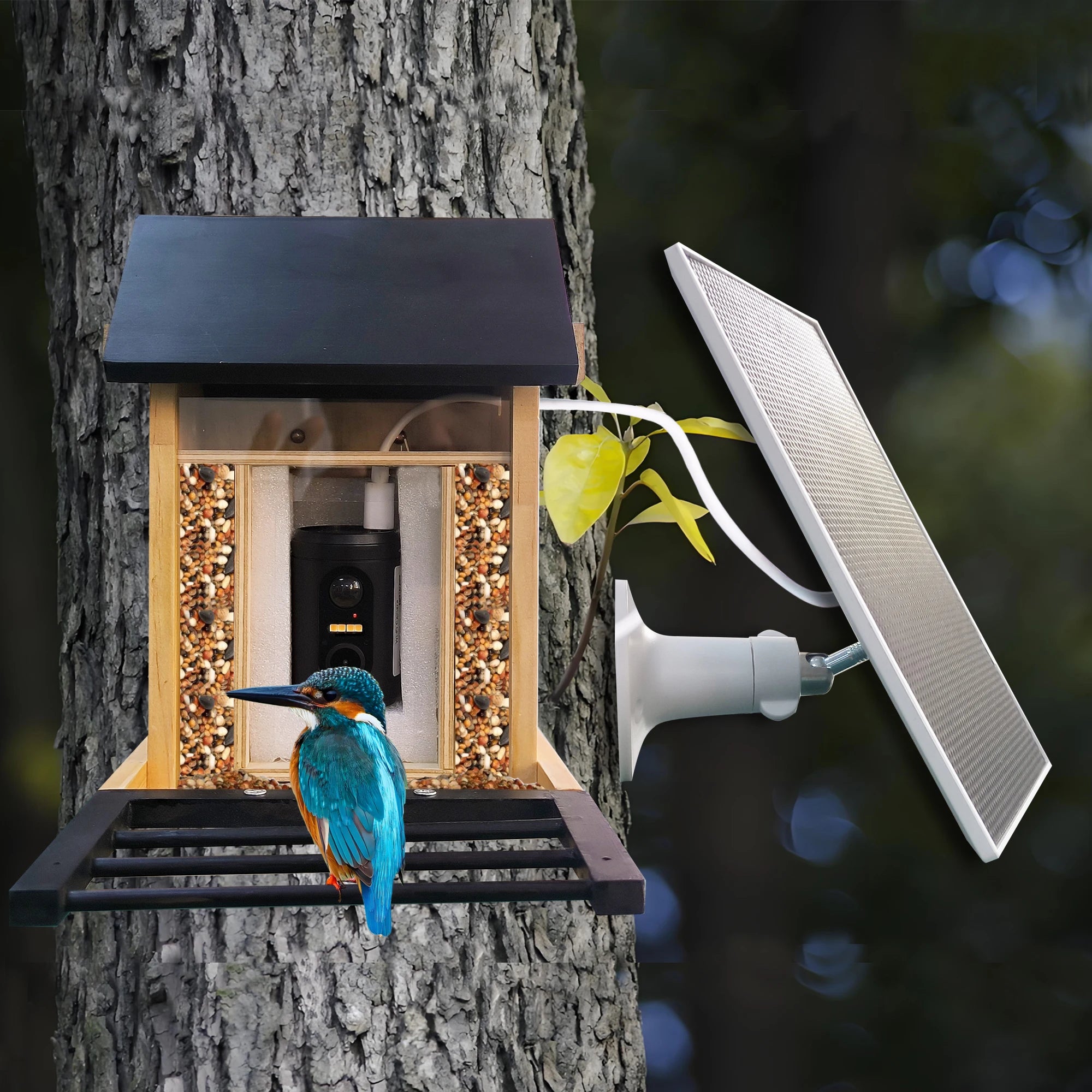 1080P Solar Bird Feeder Camera with Night Vision