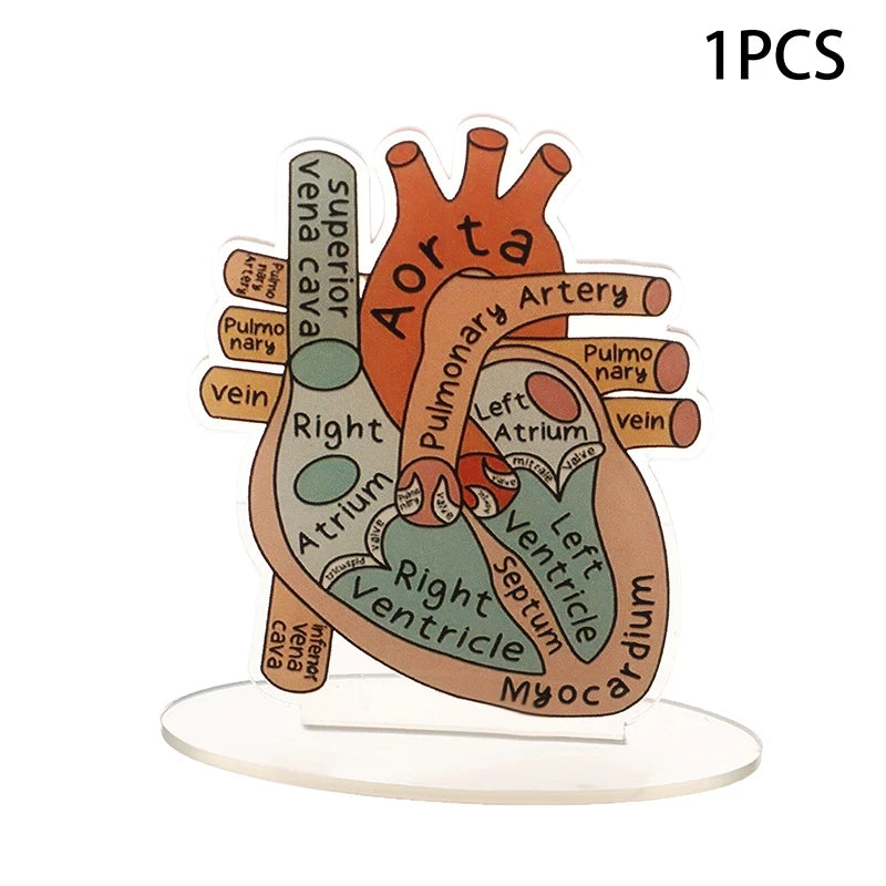 Acrylic Heart Anatomy Display with Clear Stand