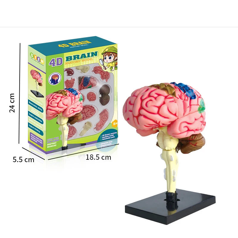 Samlings Anatomi Model, Hjerne eller Øje Option
