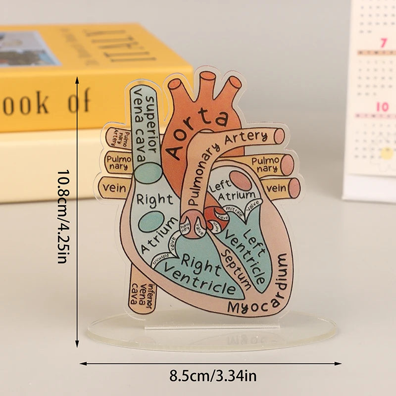Acrylic Heart Anatomy Display with Clear Stand