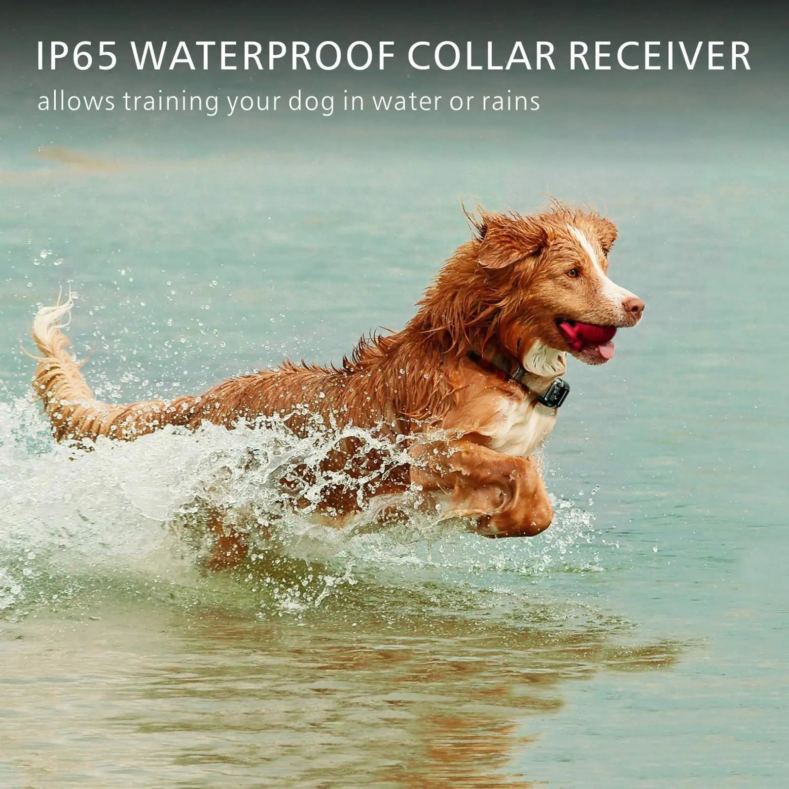 Waterproof Dog Training Collar with Remote, Rechargeable Anti-Bark