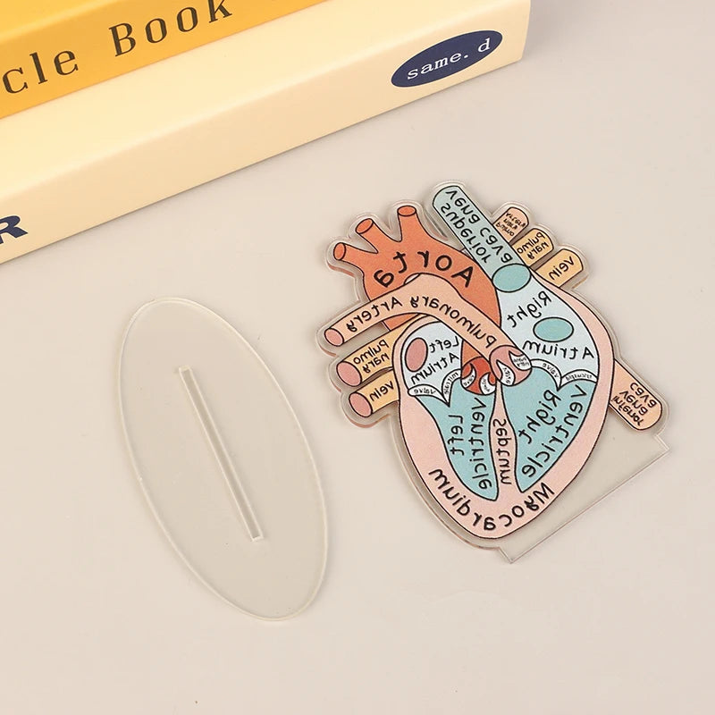 Acrylic Heart Anatomy Display with Clear Stand