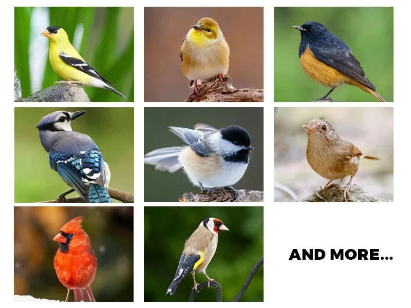 Automatic Bird Feeder Hanging Outdoor Gazebo-Style Food Container-1 Set