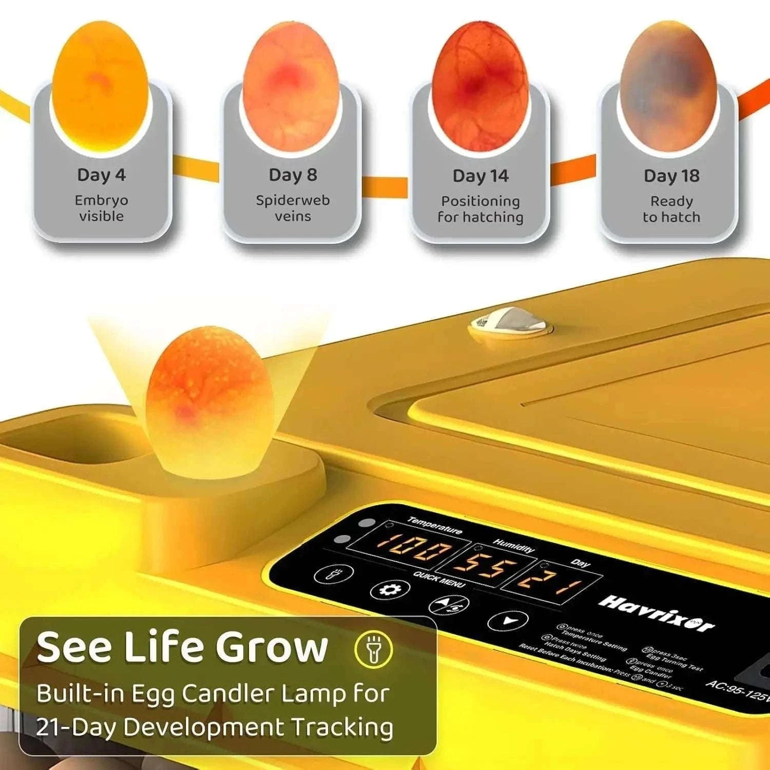 Automatic Egg Incubator 36–216 Capacity with Auto Turning Control-108 Eggs / United States
