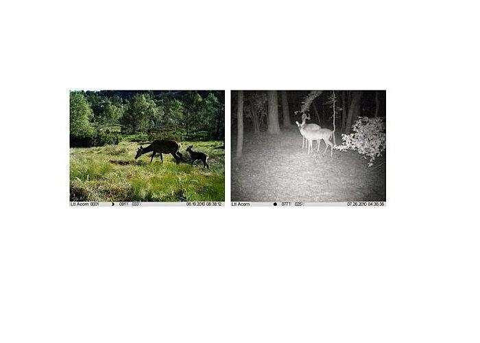 🌲📸 Camouflage Wildlife Camera with Wi-Fi 🌐 SMART Features! Spy-shop.com