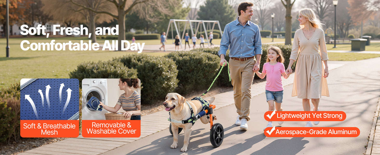 Dog Wheelchair for Back Legs, Lightweight 2-Wheel Adjustable Pet Wheelchair-M 35-48 lbs / spain