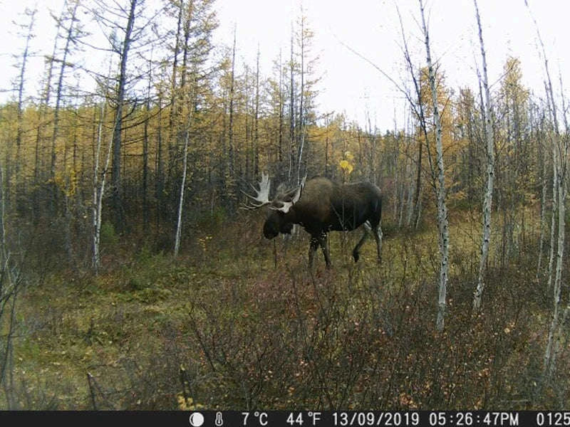 HC801A 20MP 1080P Trail Camera with Night Vision-Default Title