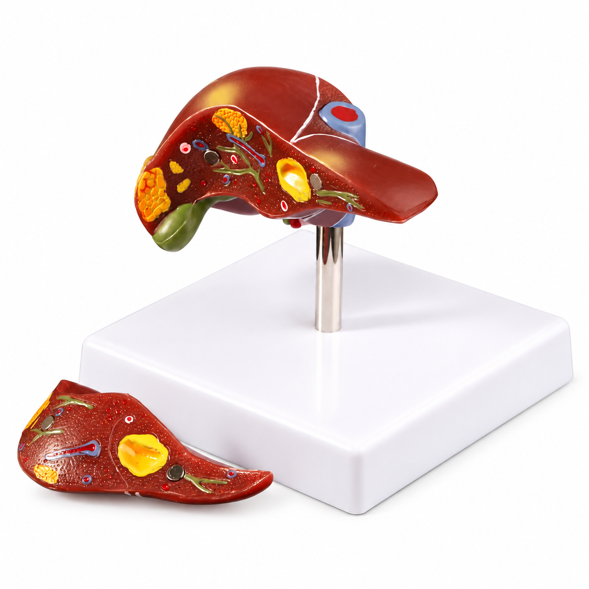 Human Liver Anatomy Teaching Model