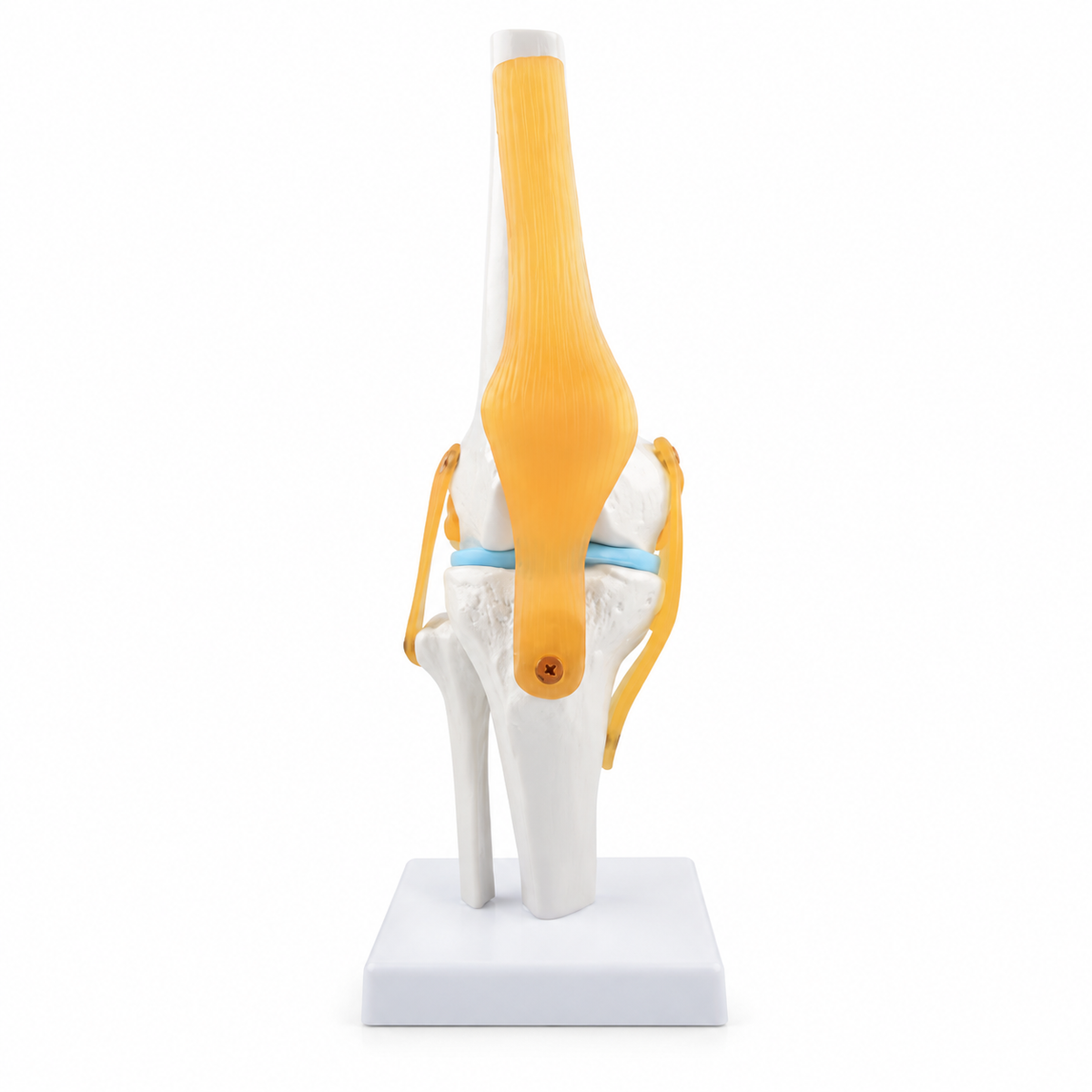 Life-Size Flexible Knee Joint Anatomy Model