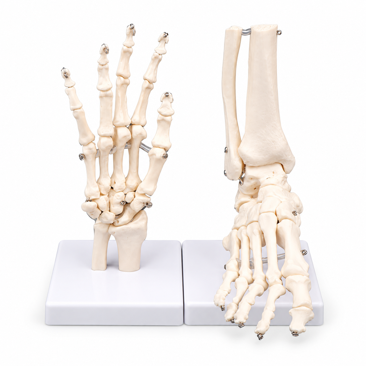 Human Hand Joint Anatomy Model