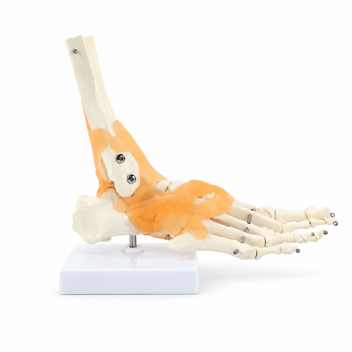 Foot and Ankle Anatomy Teaching Model