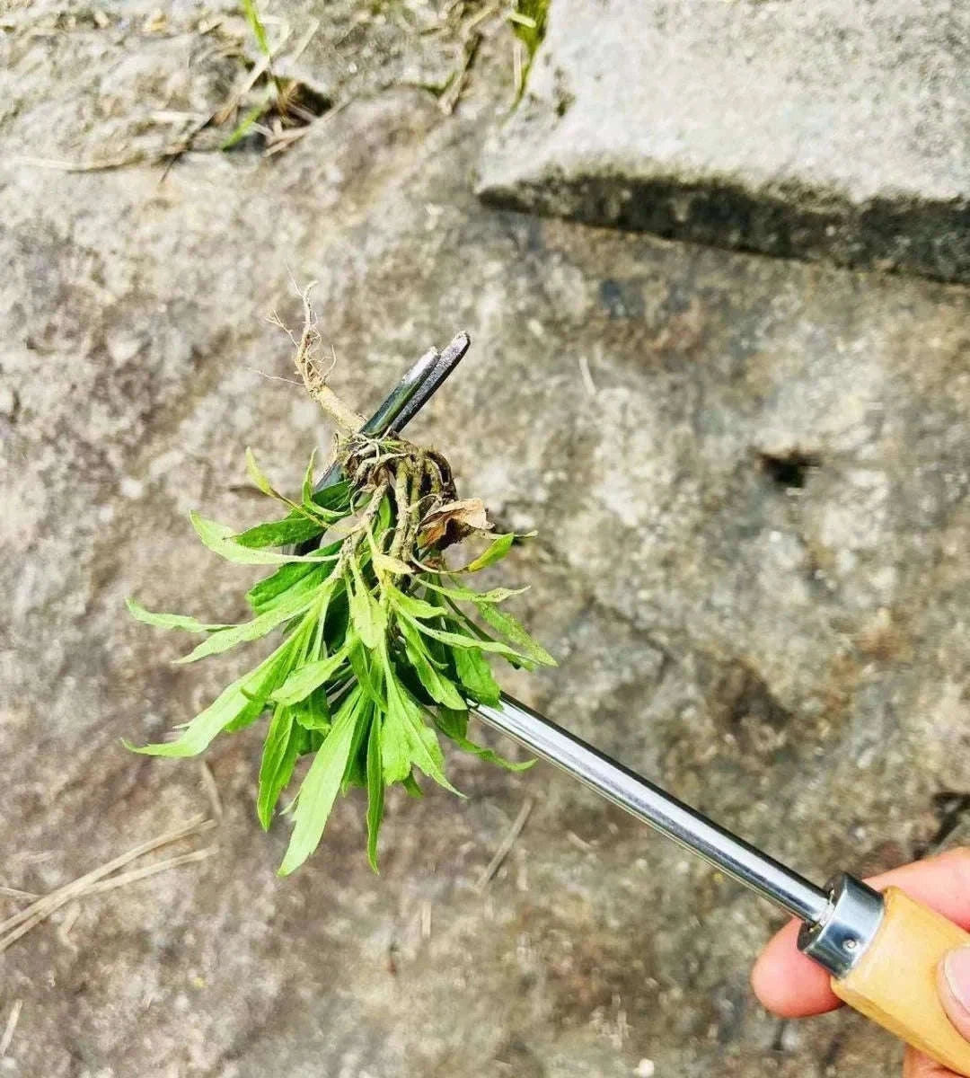 Manual Weeding Tool Set for Easy Garden and Pathway Cleanup-L / B9489A / China Mainland