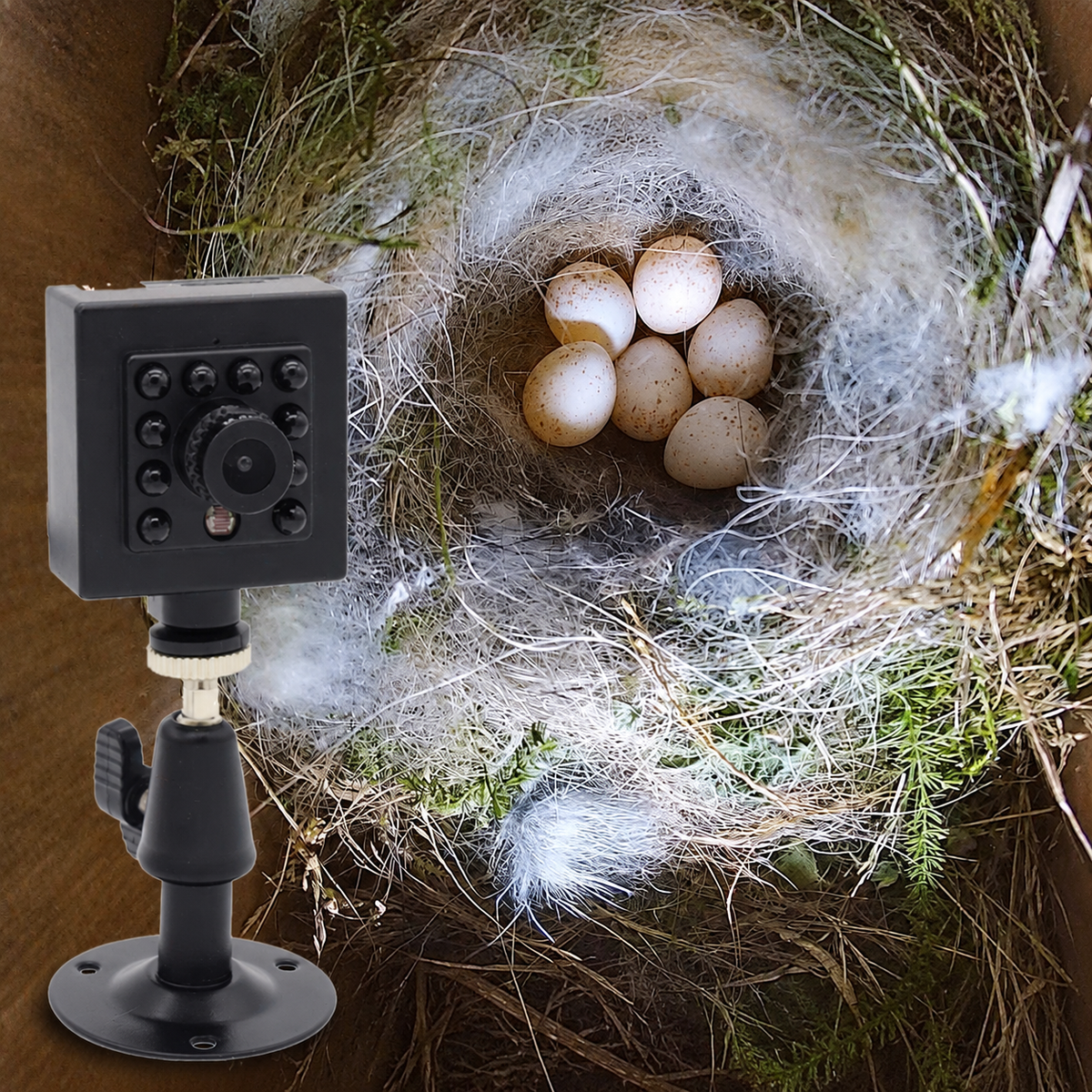 Wireless Birdhouse Camera with 8MP Night Vision and Audio