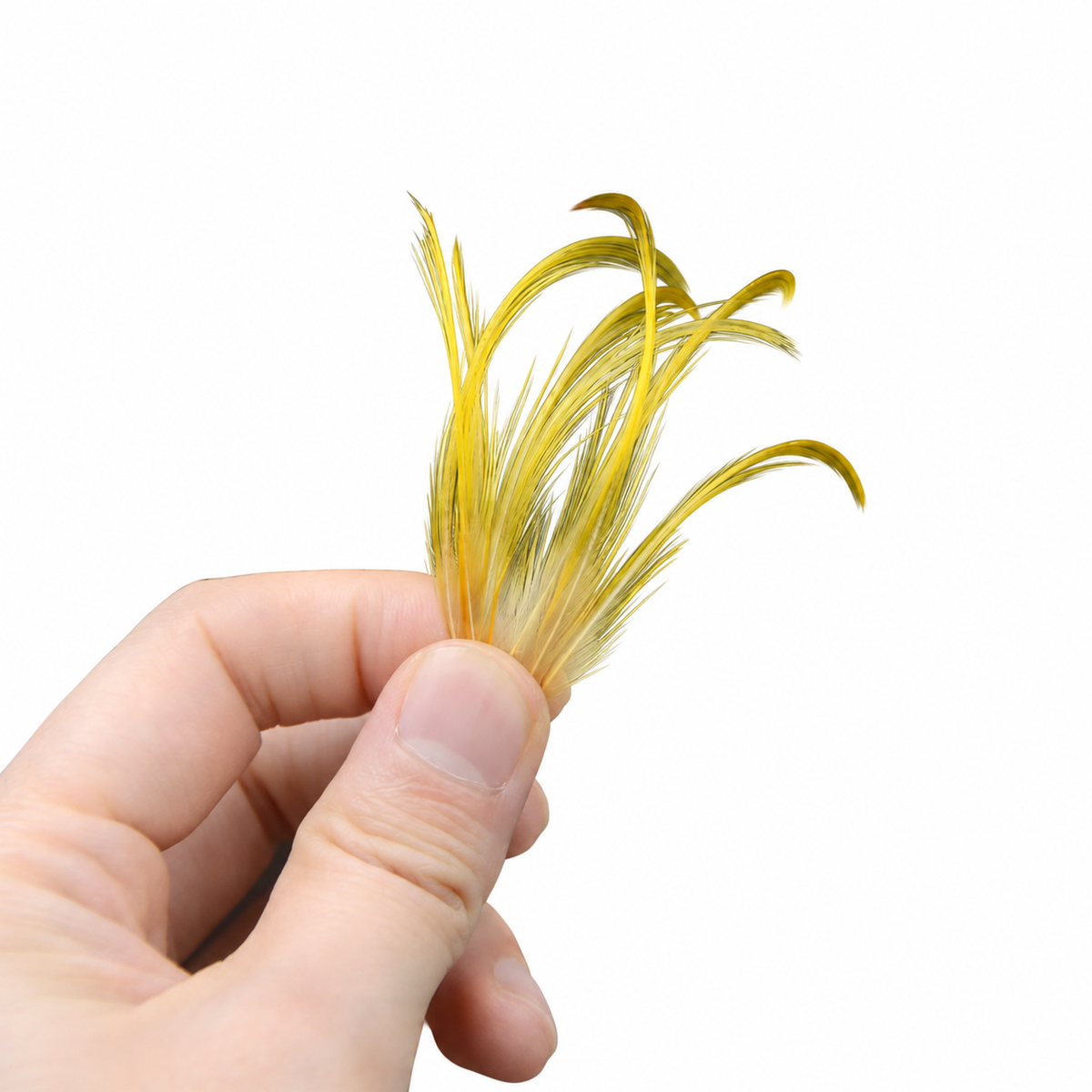 Golden Pheasant Crest Feathers, 50 Pack