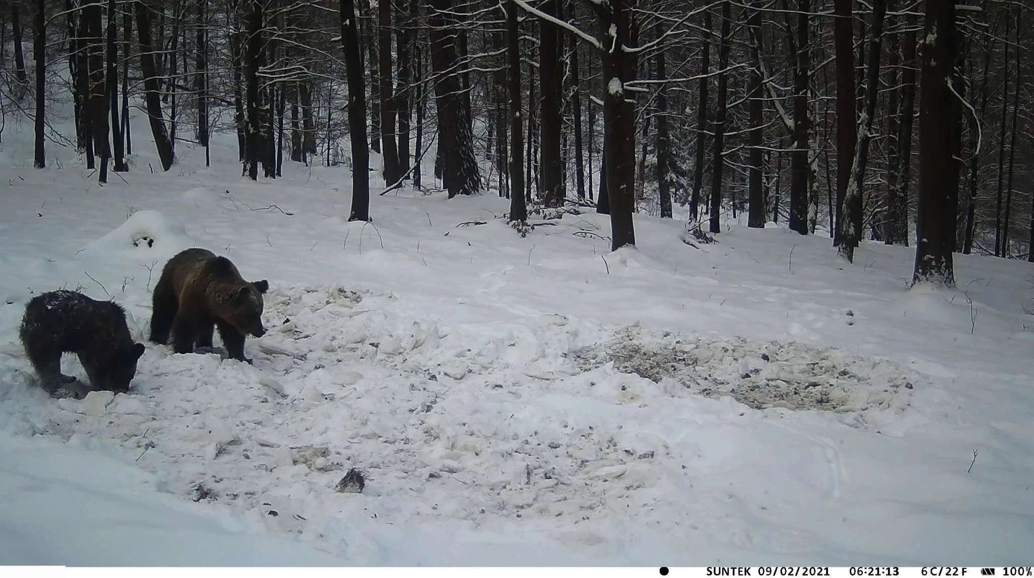 Suntekcam 20MP 1080P Trail Camera with 0.3s Trigger Time-HC-810M
