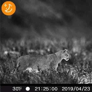Suntekcam 20MP 1080P Trail Camera with 0.3s Trigger Time-HC-810M