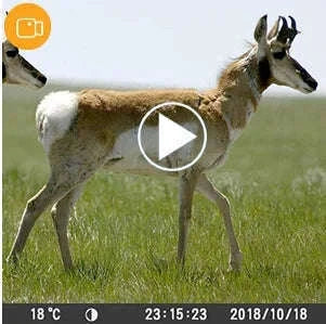 Suntekcam 20MP 1080P Trail Camera with 0.3s Trigger Time-HC-810M