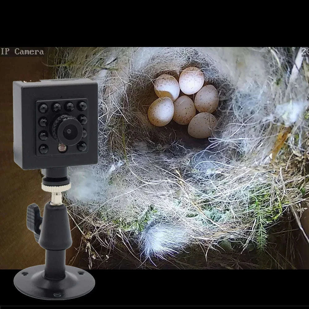 Wireless Birdhouse Camera with 8MP Night Vision and Audio-5MP / AU Plug / 2.1mm